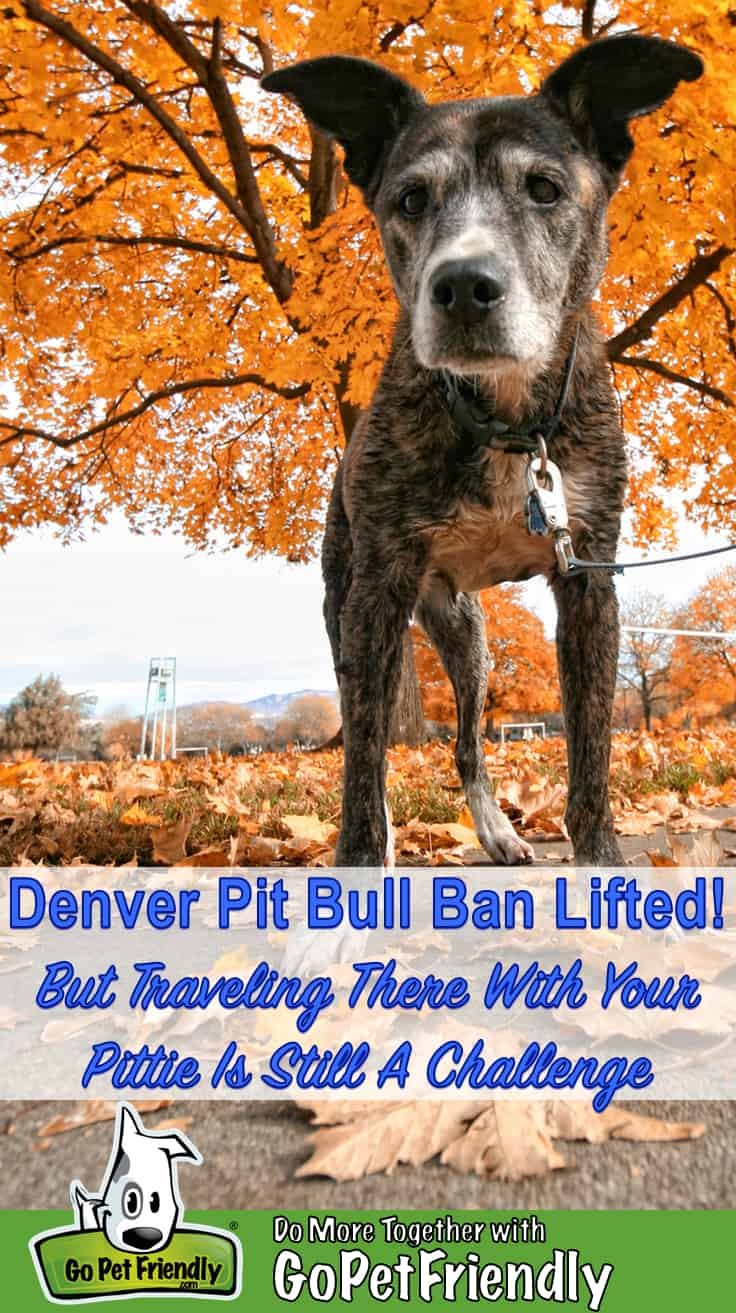Denver Pit Bull Ban - Denver Pit Bull Ban Lifted - Should You Go?
