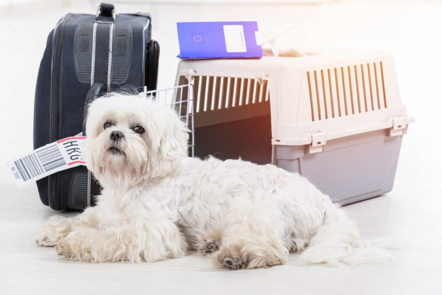 Dog Ready to Fly - How to Avoid the Top 5 Holiday Pet Travel Mistakes