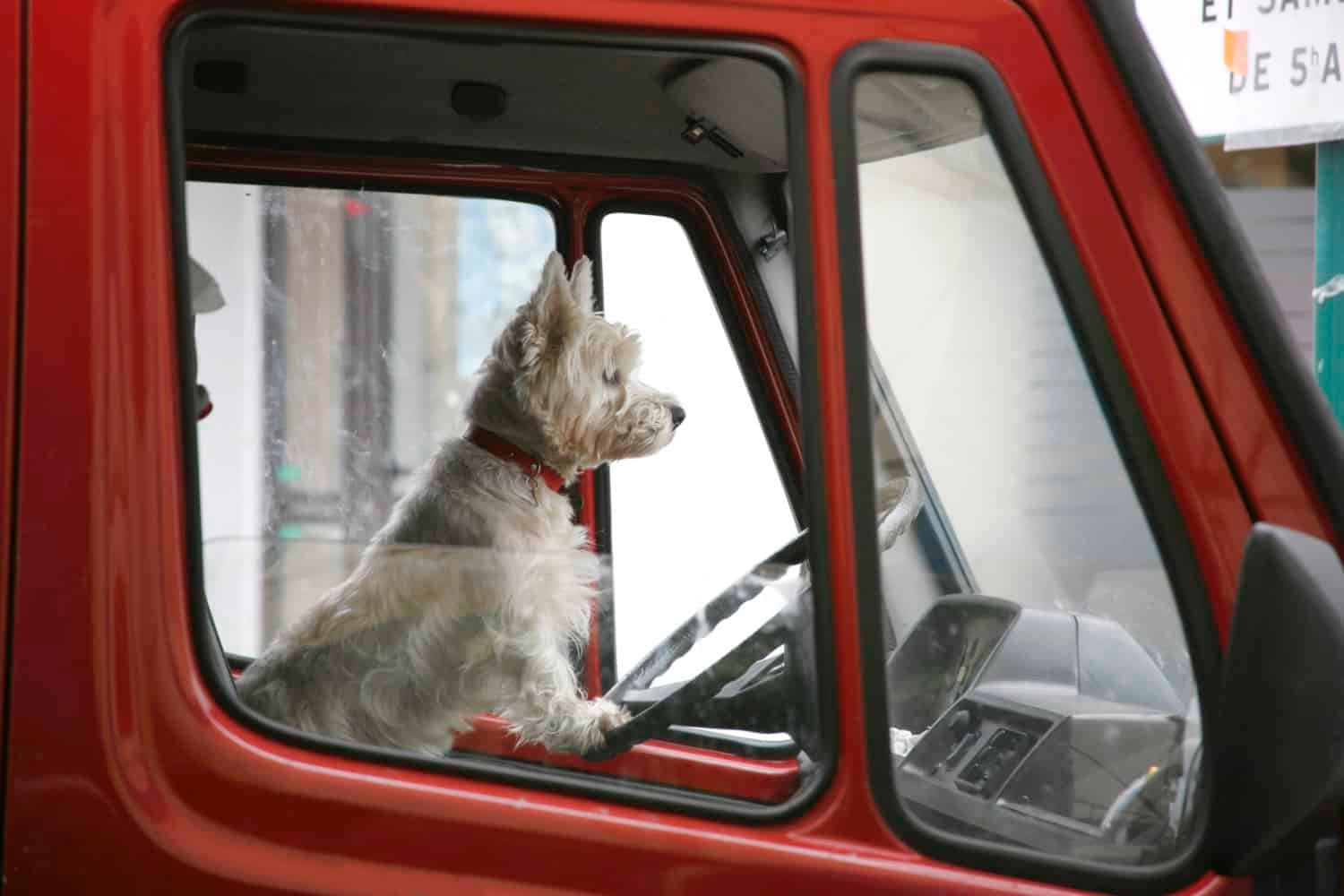 White terrier at the wheel of a red truck parked at a pet friendly movie theater