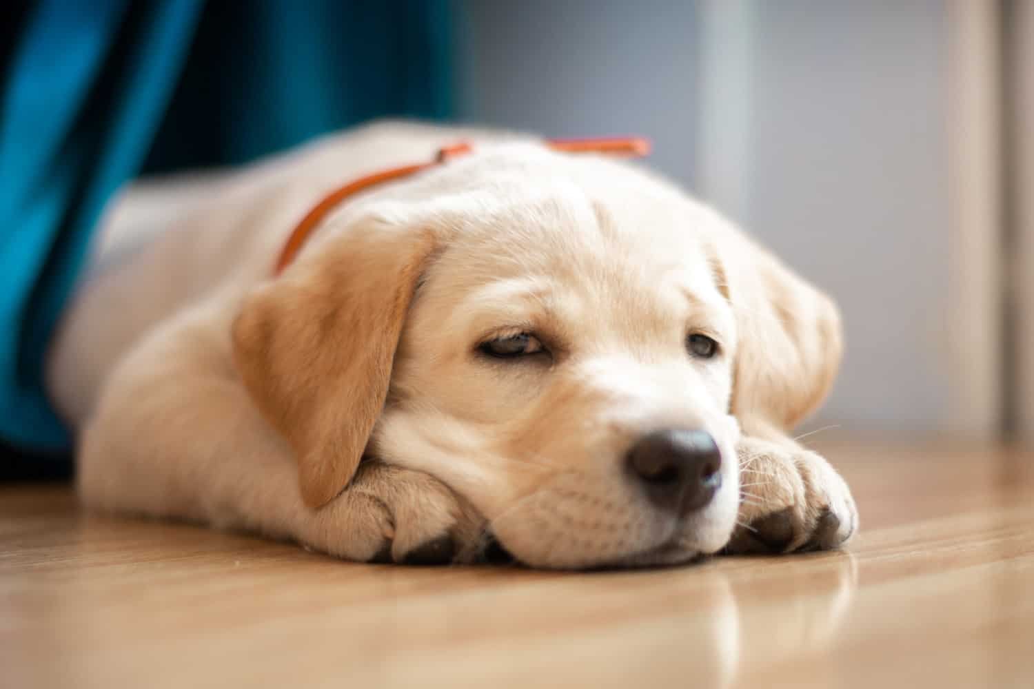 Golden Retriever Puppy - How to Avoid the Top 5 Holiday Pet Travel Mistakes