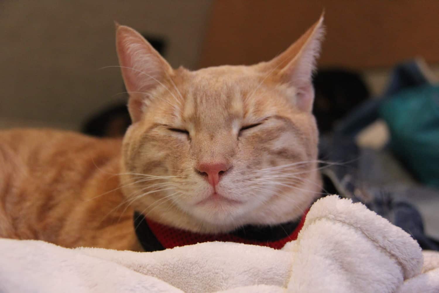 Fish the cat sleeping on a comfortable pet bed