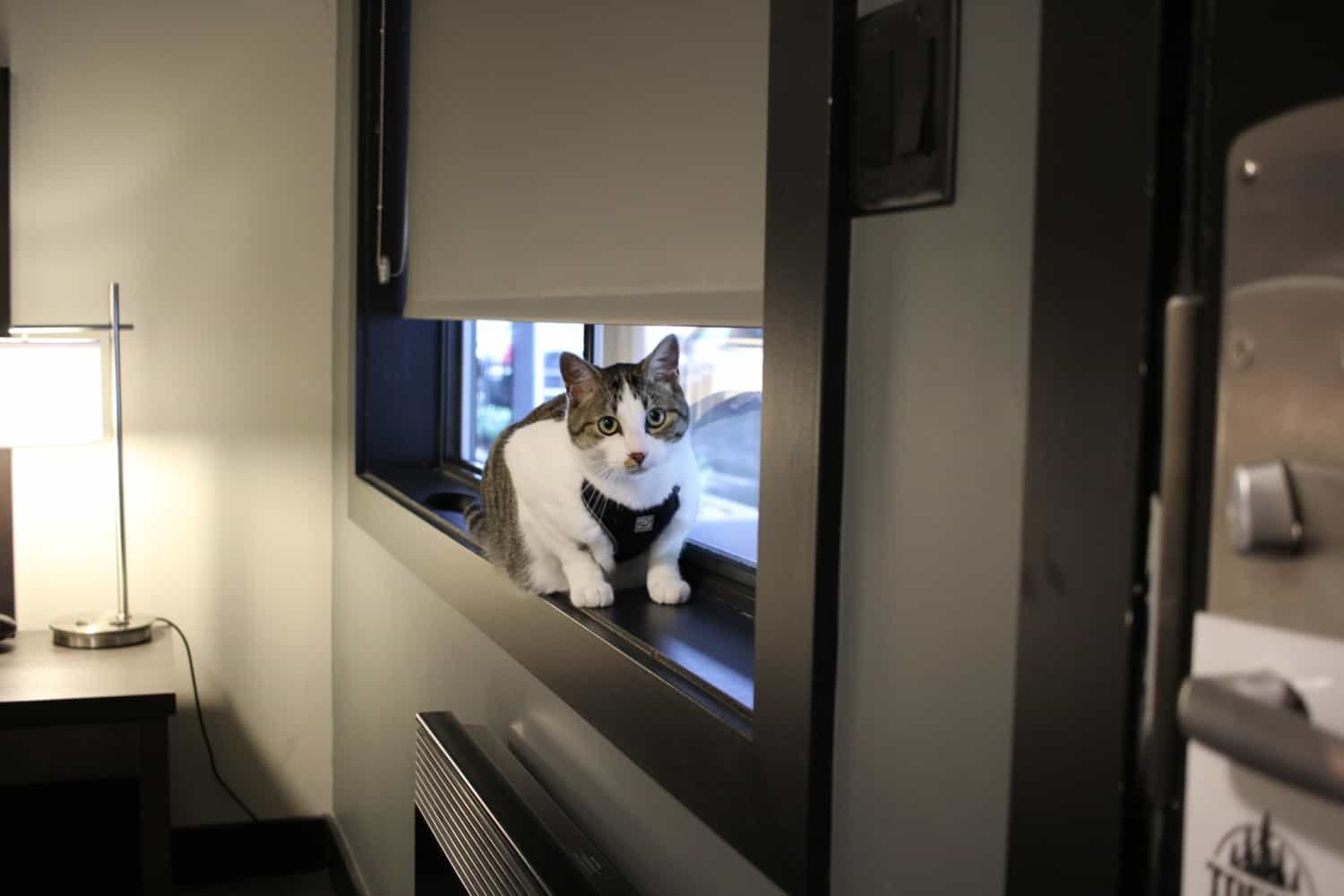 Chips the cat sitting on the window sill in a hotel room