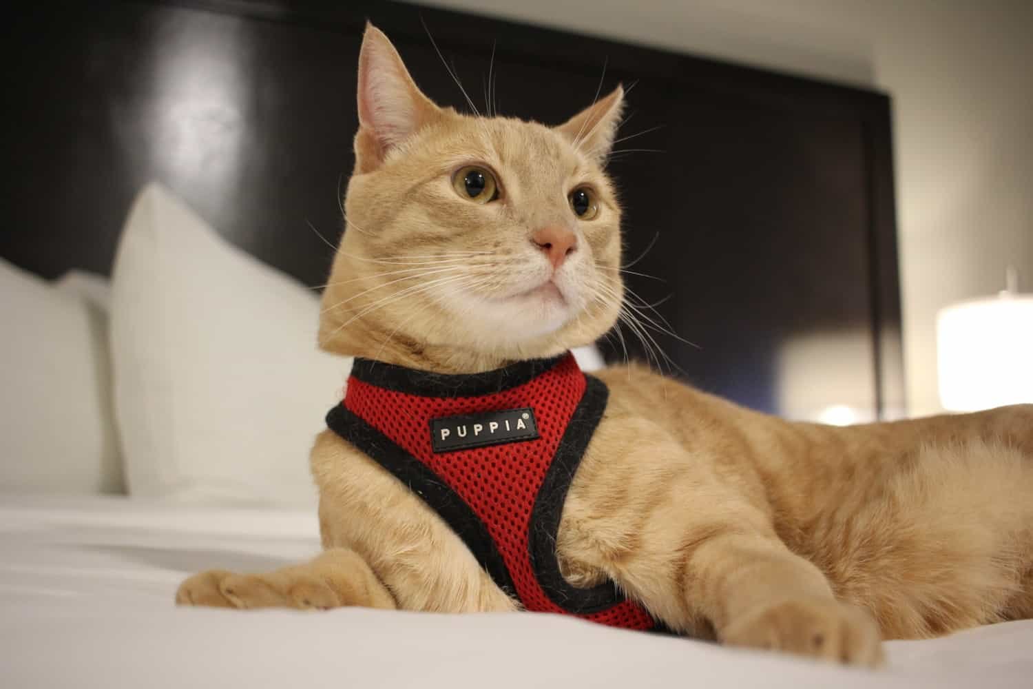 Fish the cat laying on the bed in a hotel room