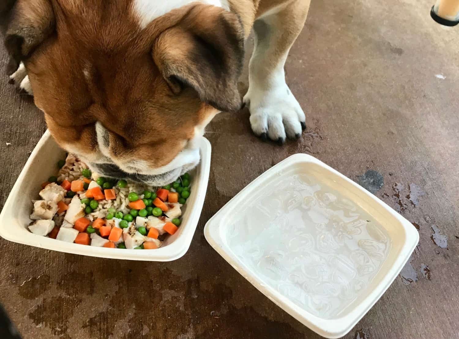 Toby the Bulldog enjoying items from the dog-centric menu at Lazy Dog Restaurant