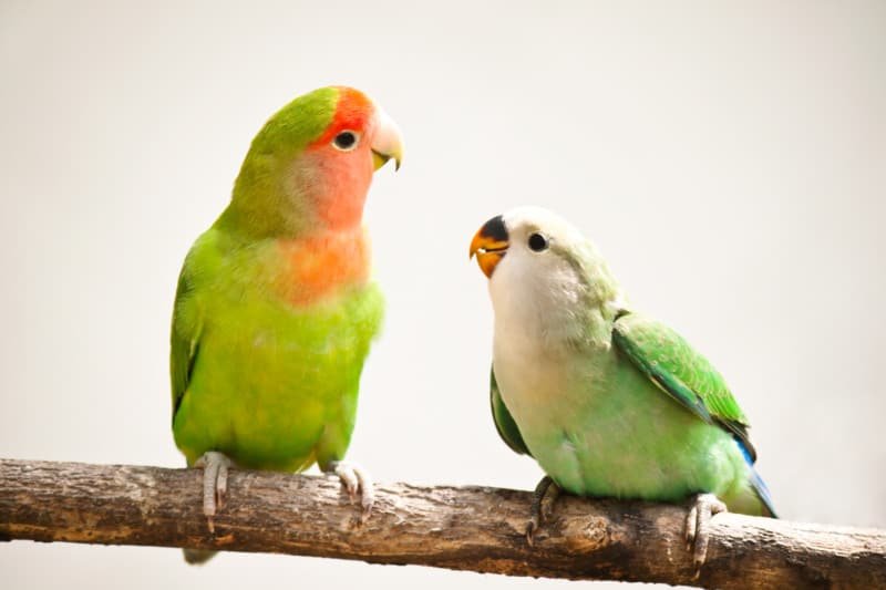 Lovebirds on a Branch - Tips For Finding A Great Pet Sitter