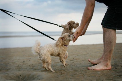Man Greeting Dogs - Tips For Finding A Great Pet Sitter