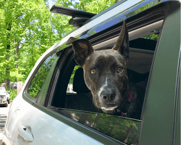 Myles in Window - Red Roof And GoPetFriendly Partner To Make Traveling With Pets Easier