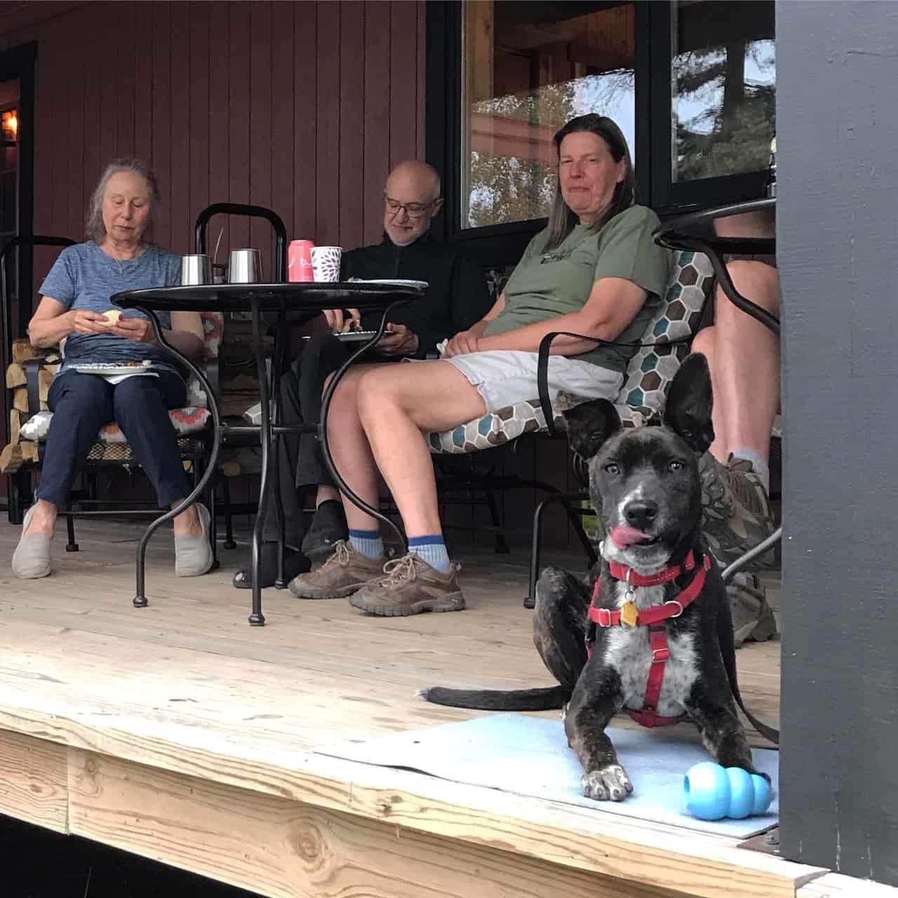 Myles on the Deck - Training Your Dog To Behave At Pet Friendly Restaurants