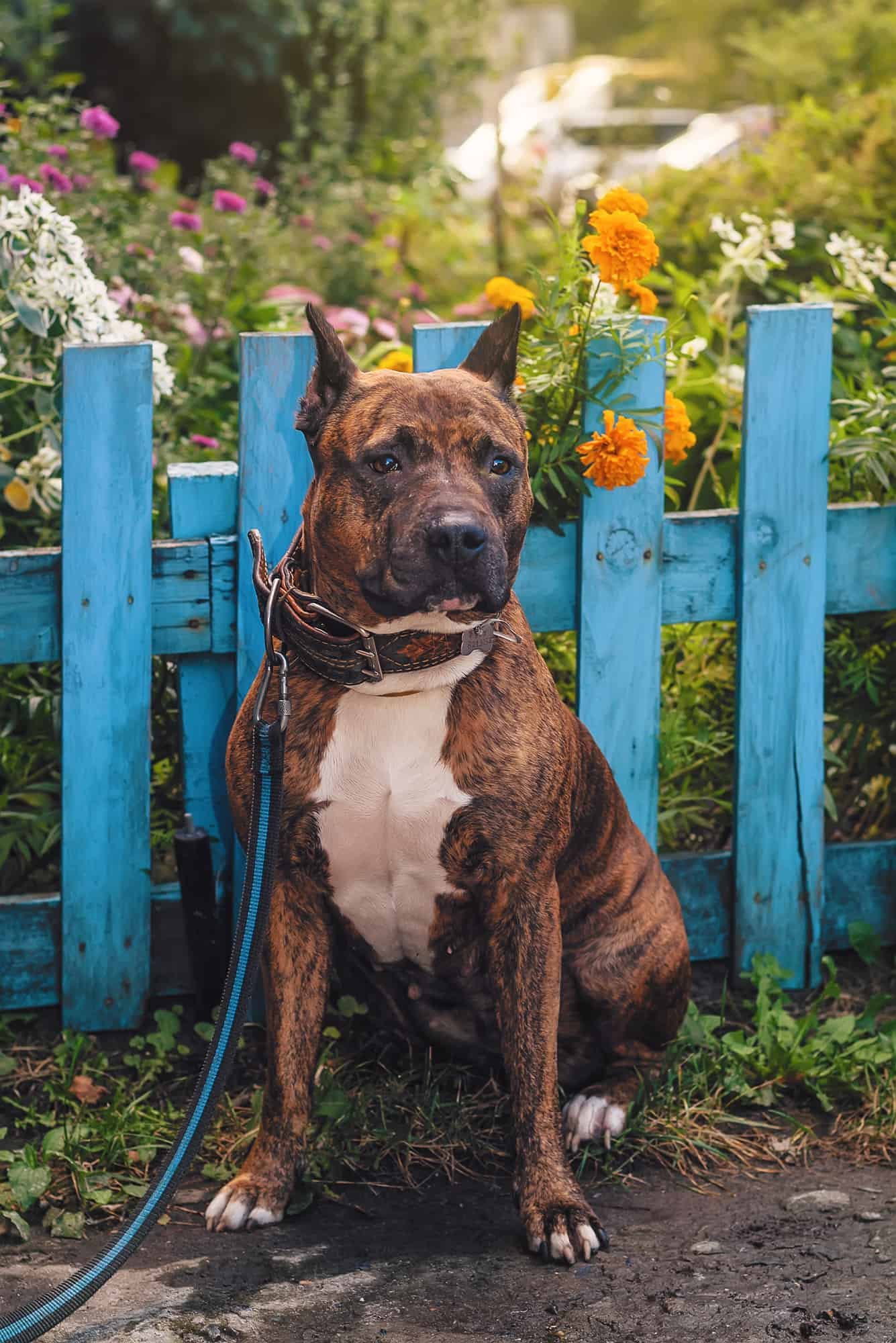 Pit bull sitting in front of a blue wooden fence front garden with flowers