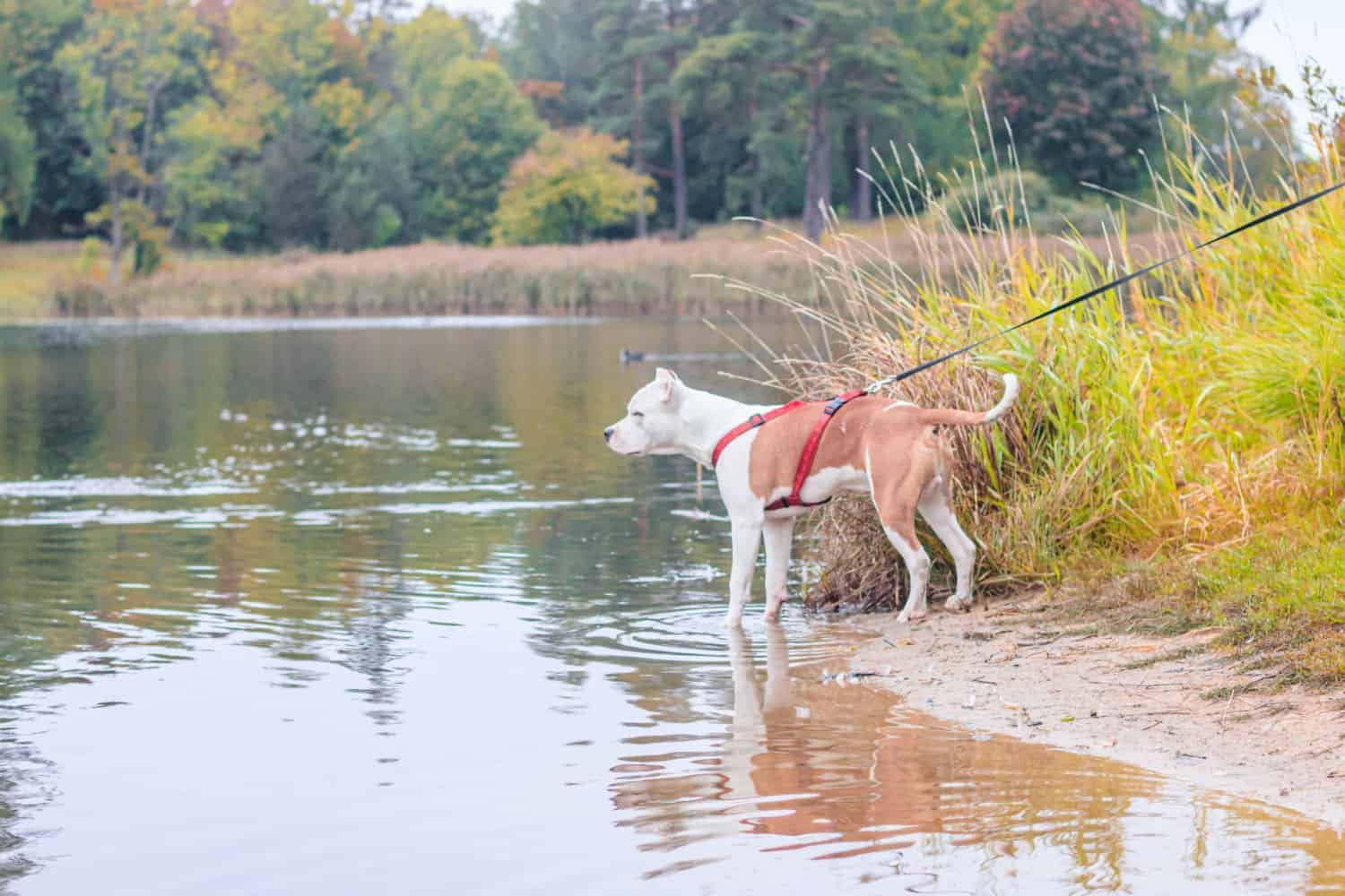 Dog in a red harness on a walk on the lakeshore 