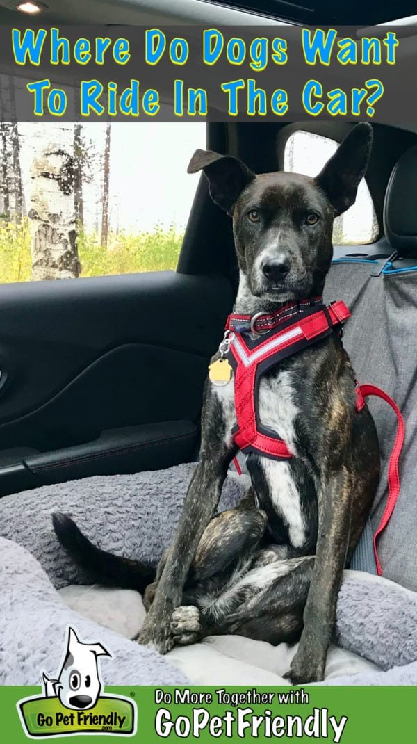 Ride In The Car - Where In The Car Do Dogs Want To Ride ?