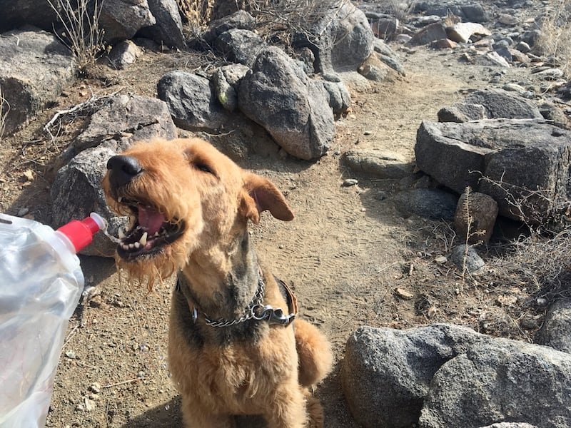 Hiking With Dogs - 7 Essentials for Desert Trails