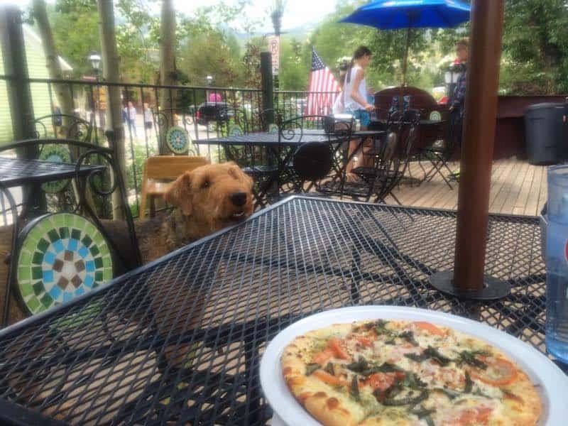 dog friendly patio pizza - Training Your Dog To Behave At Pet Friendly Restaurants