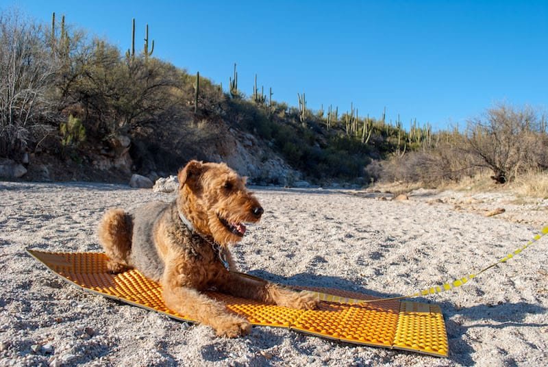 sit pad resized - Hiking With Dogs - 7 Essentials for Desert Trails