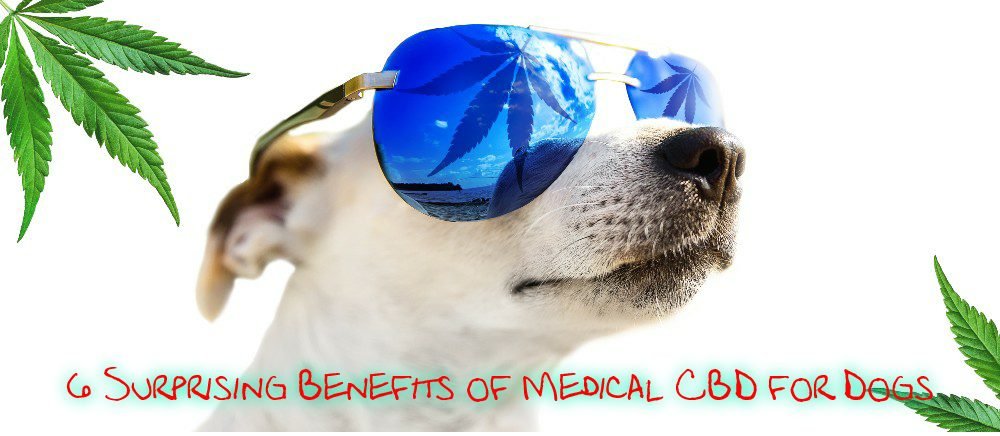 6 Surprising Benefits of Medical CBD for Dogs