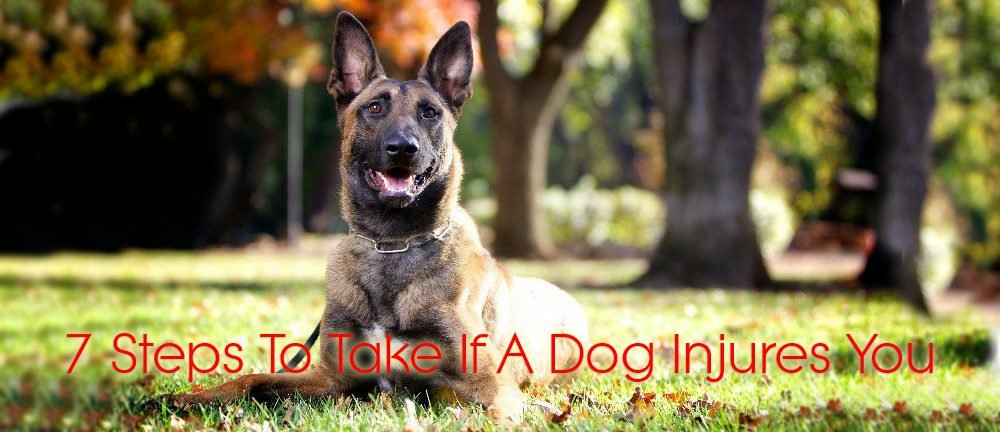 7 Steps To Take If A Dog Injures You