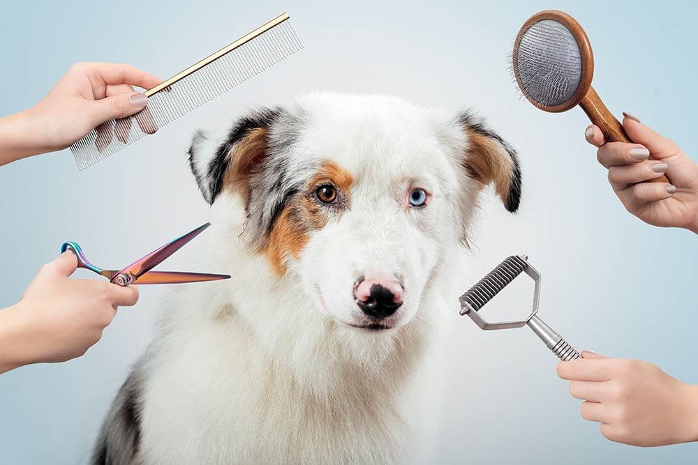 australian shepherd surrounded with brushes and scissors