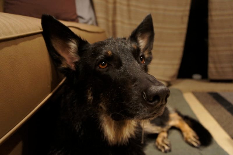 Black German Shepherd laying on the floor in an RV after being sprayed by a skunk