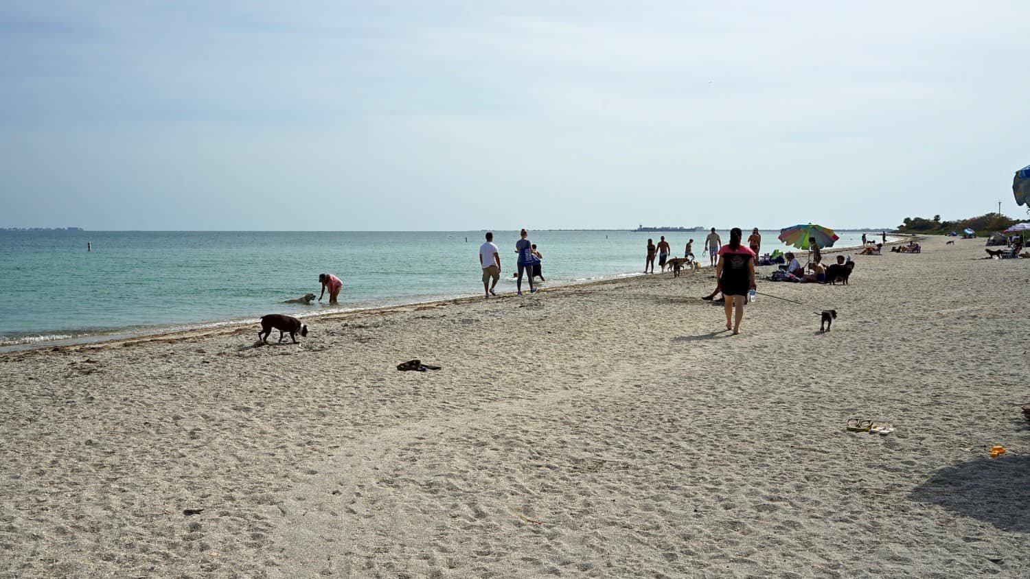 Florida's Top Pet Friendly Attraction: Fort De Soto Park and Dog Beach | GoPetFriendly.com