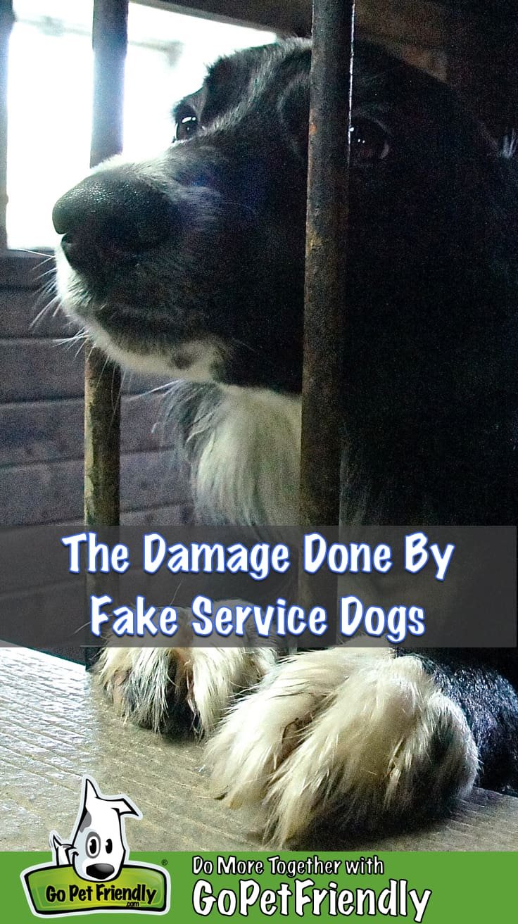 Fake Service Dogs - Fake Service Dogs Make Pet Travel Harder