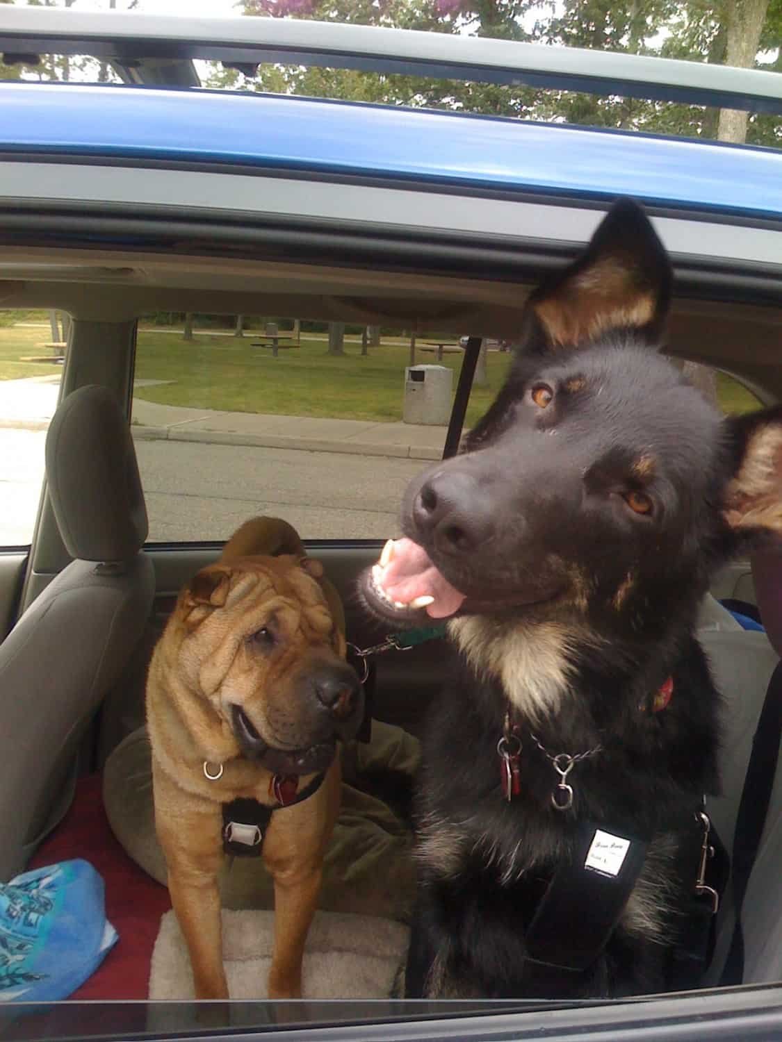 Ty and Buster sporting their seatbelts