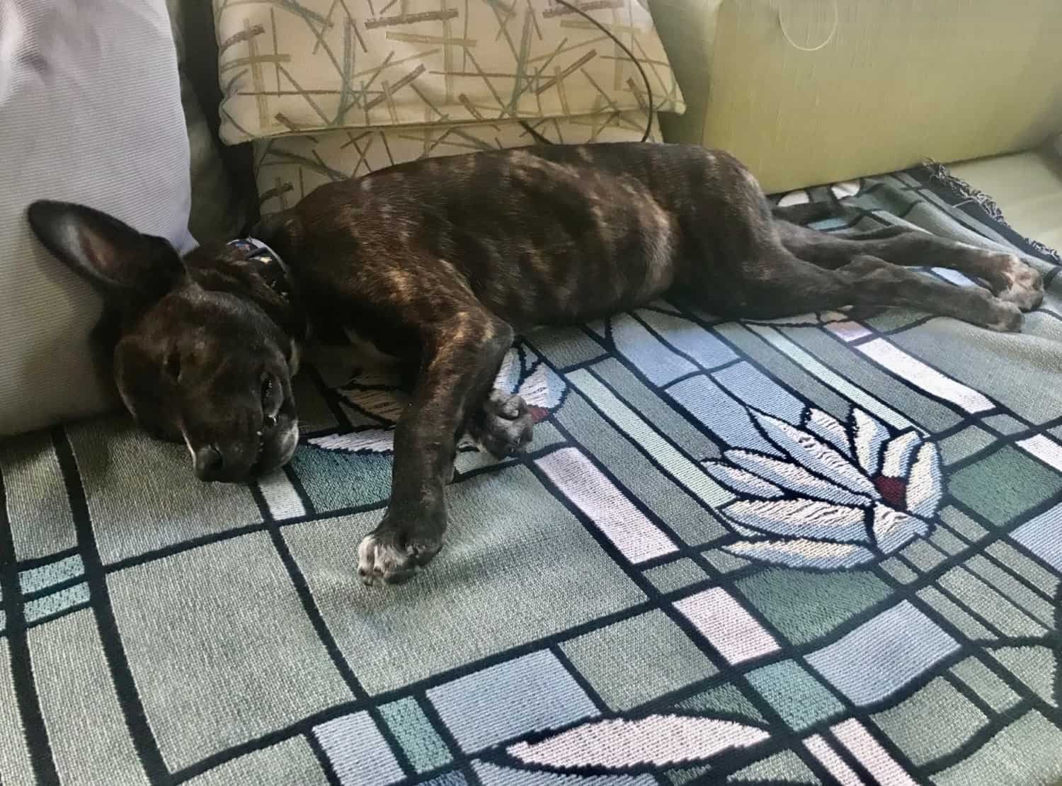 Puppy sleeping on Winnebago sofa