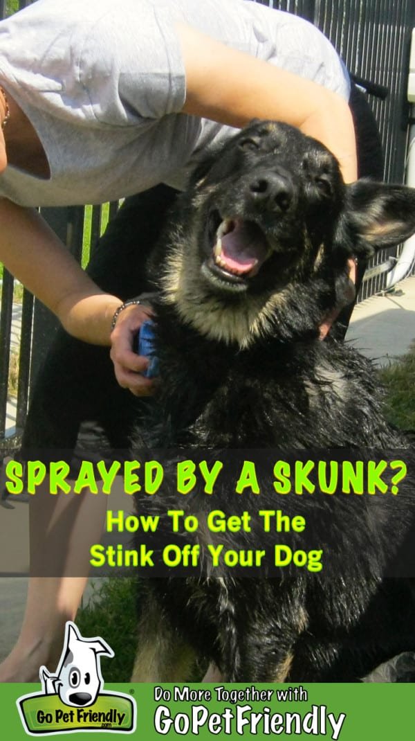 Skunk 1 - What To Do When Your Dog Is Sprayed By A Skunk