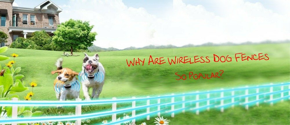 Why Are Wireless Dog Fences So Popular?