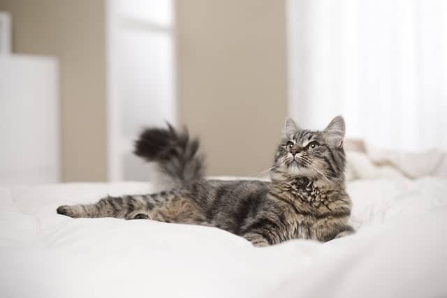 Adult cat lounging on bed