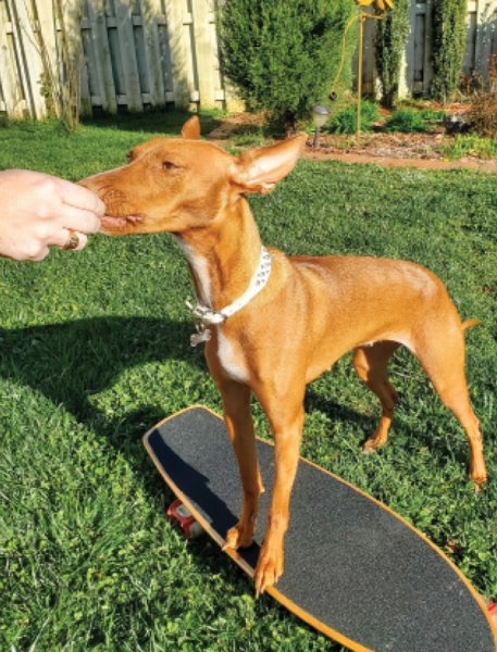 1649682102 445 How to Teach Your Dog to Skateboard – Dogster - How to Teach Your Dog to Skateboard – Dogster