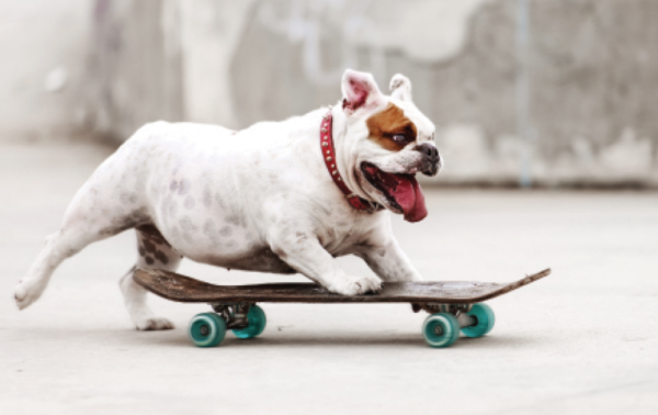 1649682103 614 How to Teach Your Dog to Skateboard – Dogster - How to Teach Your Dog to Skateboard – Dogster