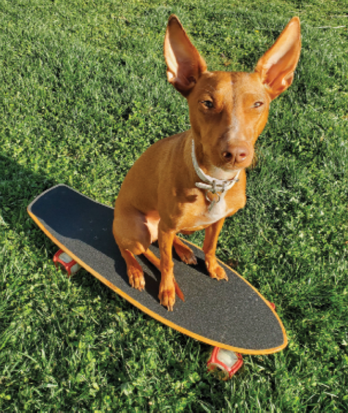 1649682103 798 How to Teach Your Dog to Skateboard – Dogster - How to Teach Your Dog to Skateboard – Dogster