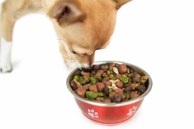 20331648 cute dog eating from bowl min - How to Make Your Dog Happy, According to a Veterinarian