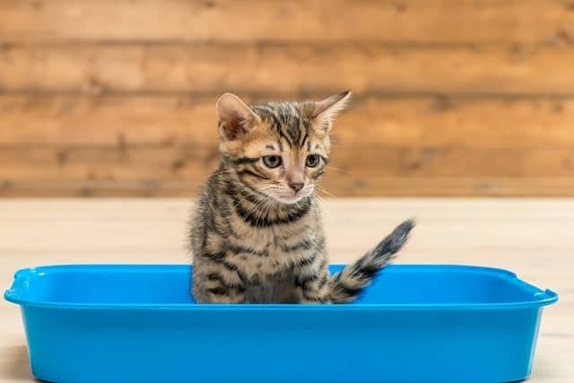 27913428 concentrated kitten on the toilet tray does important things min - How to Take Care of a Kitten: Nutrition, Training & More