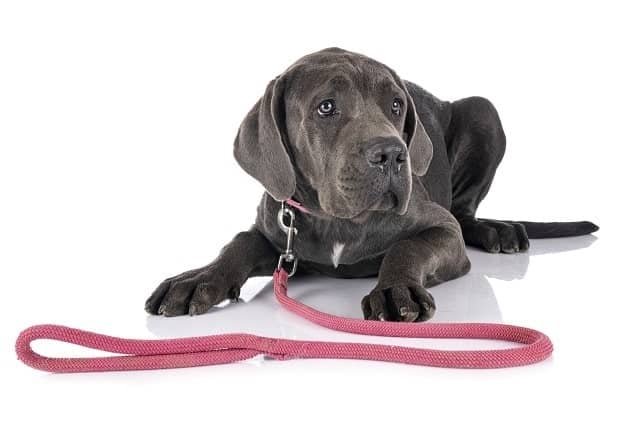32729900 puppy great dane min - How to Leash Train Your Puppy (4 Steps)