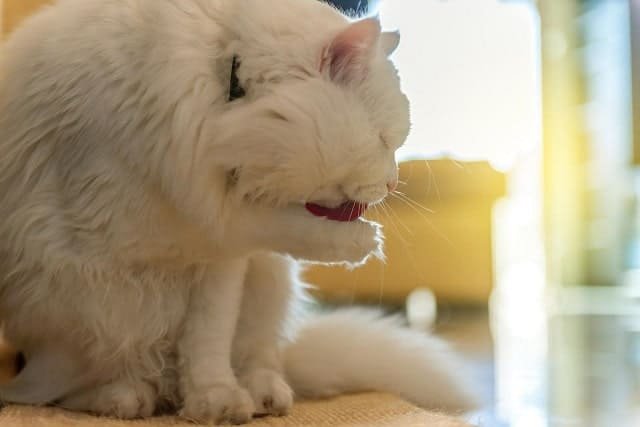 35363894 white cat licking himself min - 7 Reasons to Adopt an Adult Cat as a New Pet
