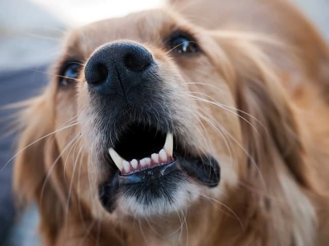 7769614 golden retriever barking min - How to Stop Your Dog From Barking at the Neighbors