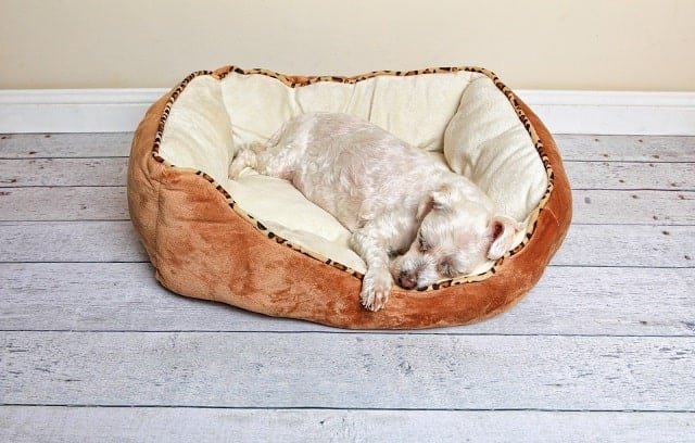 9760178 dog sleeping in a dog bed min - How to Make Your Dog Happy, According to a Veterinarian