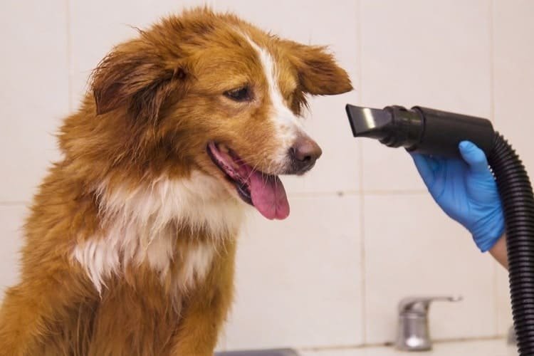 Can You Blow Dry a Dog, and Is It Safe?