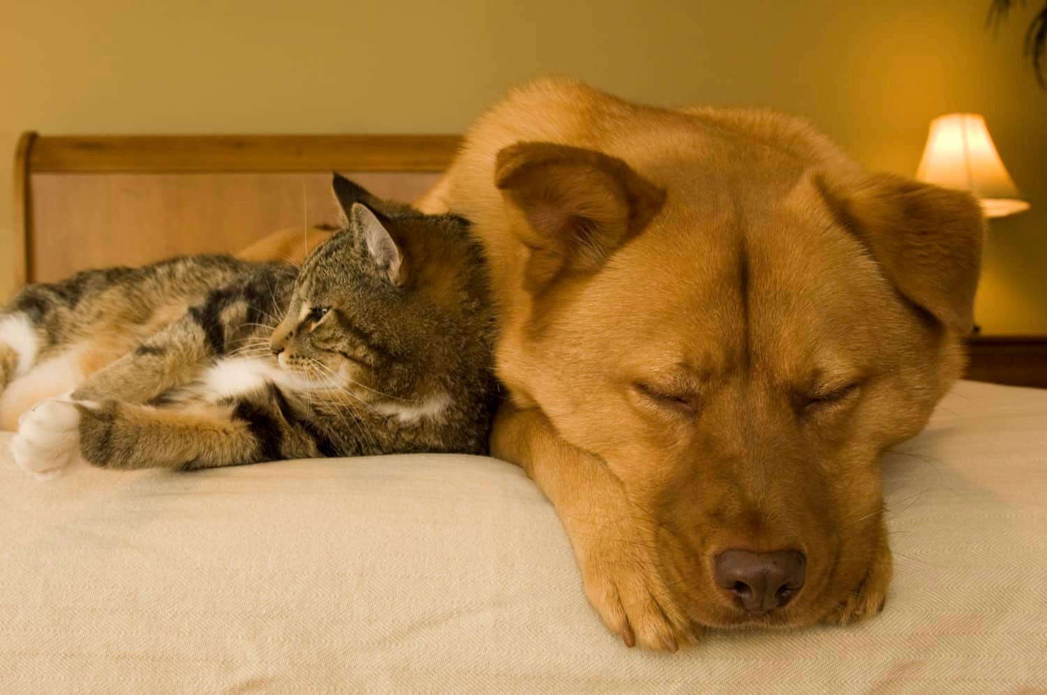 Cat and Dog Sleeping on Bed - Pet Travel Hacks To Save You Money