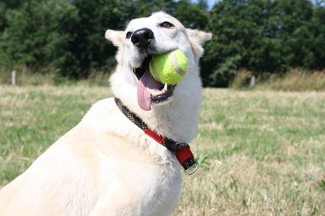 Dog practicing fetch with tennis ball in his mouth