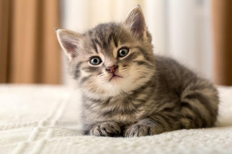 Adorable tabby kitten on bed looking curiously at the camera