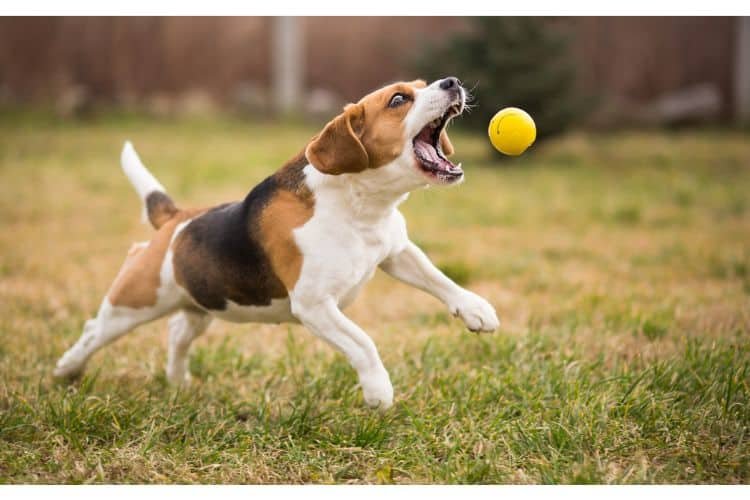 Beagle dog playing fetch outdoors with a yellow ball