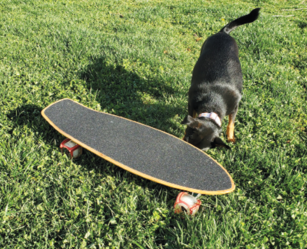 How to Teach Your Dog to Skateboard – Dogster - How to Teach Your Dog to Skateboard – Dogster