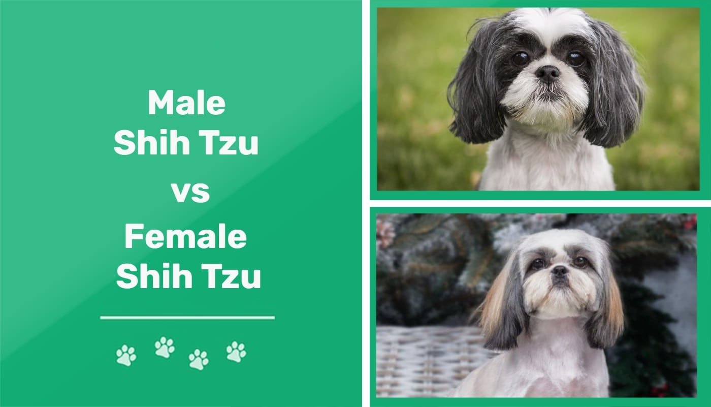 Shih Tzu male vs female - ft image