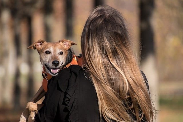 Dog looking happy getting a big hug from their owner