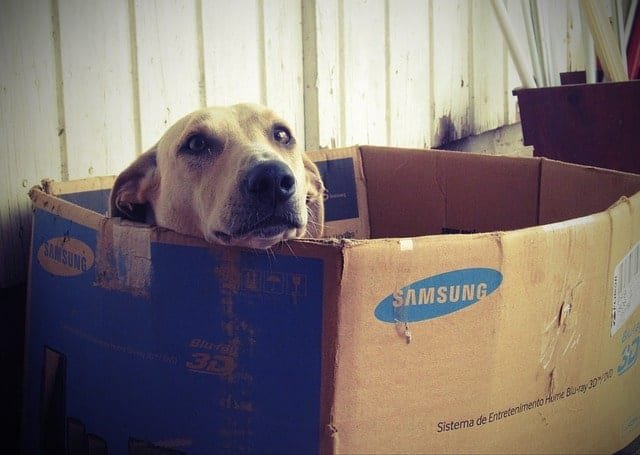 dog in moving box - A Vet's Top Tips for Moving with a Dog