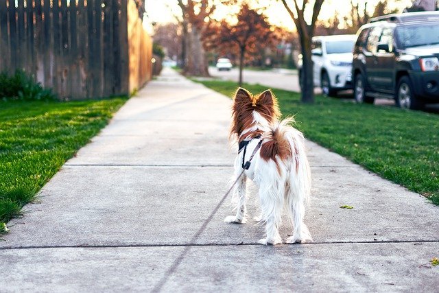 Dog on a walk outdoors on a footpath in the neighborhood of their new home