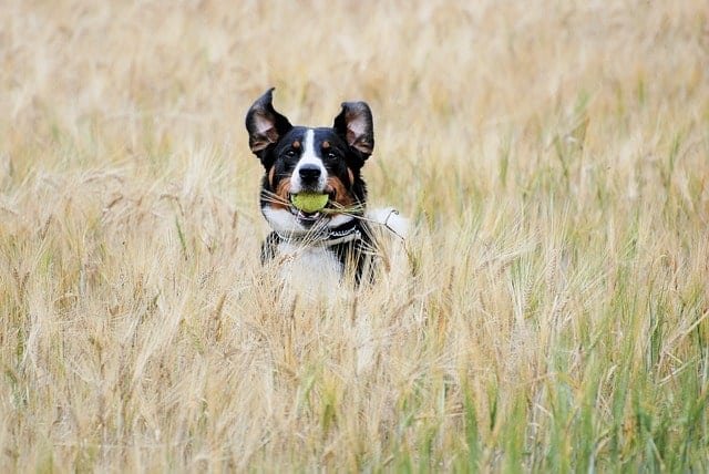 Dog in field playing fetch with a tennis ball