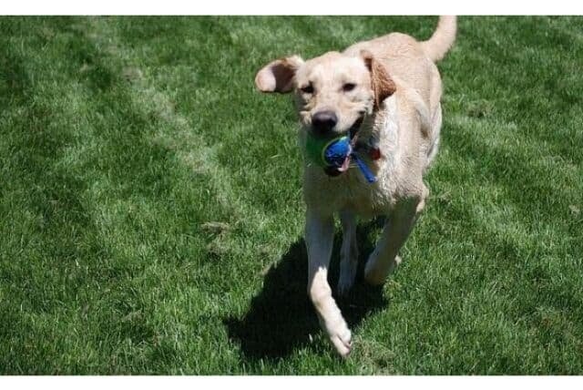 Dog playing fetch in the park with a tennis ball